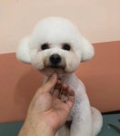 꾸미독동탄애견미용