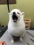 뽀독 시흥정왕점