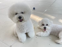 딩동댕독 애견유치원호텔