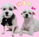 똥강쥐