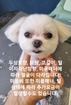 강아지살롱