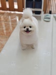 희망애견미용실