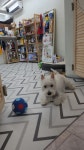 엘슈슈