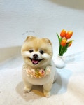 펫더헤븐 본점