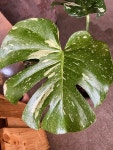 화분팜