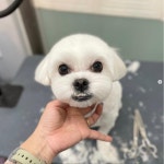웅살롱