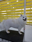 하루독/하루Dog달이와나나의하루