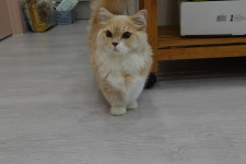 스테이야옹고양이호텔