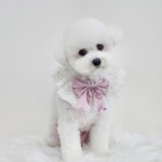 멍데이즈