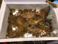 새댁이수산