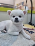 슬로독