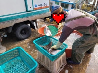 새댁이수산