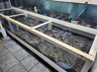 새댁이수산