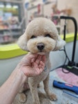 슬로독