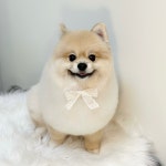 댕가댕가