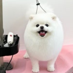 댕가댕가