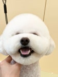 댕가댕가