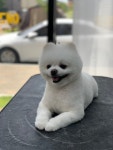 배곧 일리오애견미용