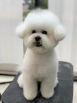 배곧 일리오애견미용