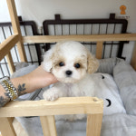 러빙펫 강아지분양 시흥배곧본점