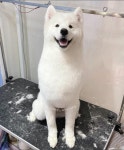 쓰다드멍 애견미용 본점