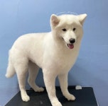 쓰다드멍 애견미용 본점