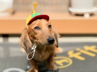 나랑애견유치원