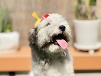 나랑애견유치원