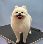 쓰다드멍 애견미용 본점
