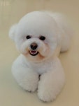 몽블리 펫샵