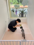 꾸미독동탄애견미용