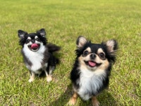 BG독케어 애견훈련 애견훈련소