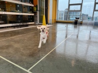 퍼피야놀자 수원본점