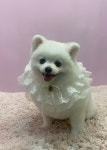 댕댕이이발관
