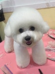 댕댕이이발관