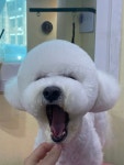 댕댕이이발관