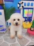 리움댕 다산 강아지미용실