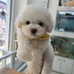 퍼피루미 옥정점