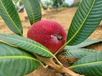 해남 서홍 애플망고농장