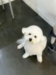 뷰티앤독