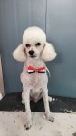 꽃길만 걷개