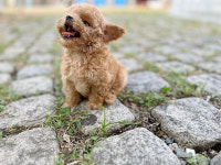 광주강아지분양 펫블리 애견 샵