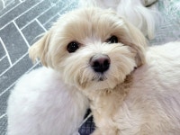 개스트룸 애견호텔&애견유치원