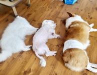 개스트룸 애견호텔&애견유치원