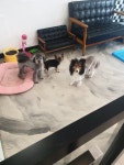 벨라펫싸롱