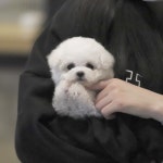 몽냥몽냥 강아지분양 인천점