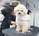 스텔라애견미용학원 [직업훈련학원] 제 3648호