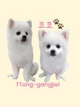 똥강쥐