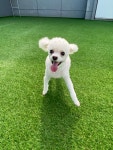 모글리몽