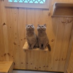 조으냥